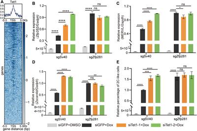 Zfp281 Inhibits the Pluripotent-to-Totipotent State Transition in Mouse Embryonic Stem Cells